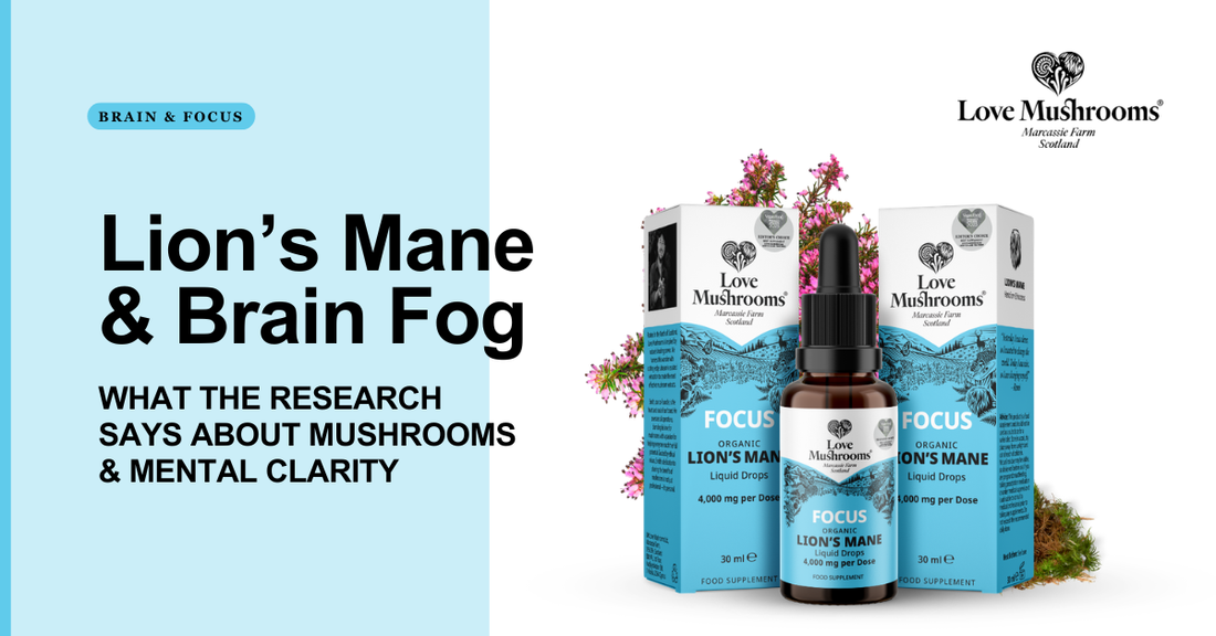 Lion’s Mane and Brain Fog: What the Research Says About Mushrooms and Mental Clarity