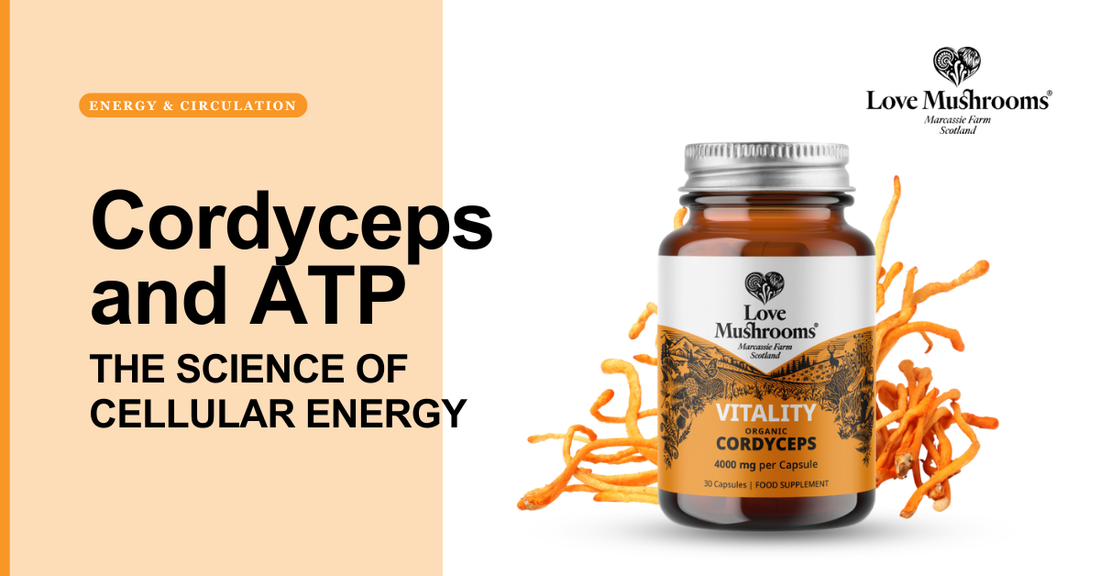 Love Mushrooms Cordyceps and ATP blog graphic featuring Vitality Cordyceps capsules and cordyceps mushrooms.