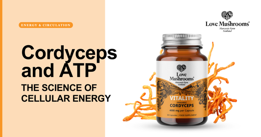 Love Mushrooms Cordyceps and ATP blog graphic featuring Vitality Cordyceps capsules and cordyceps mushrooms.