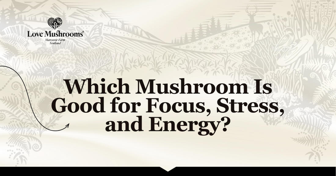 Love Mushrooms branded graphic titled “Which Mushroom Is Good for Focus, Stress, and Energy?” over a countryside illustration.