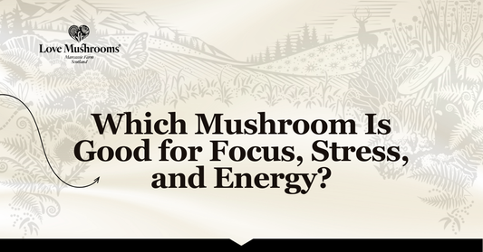 Love Mushrooms branded graphic titled “Which Mushroom Is Good for Focus, Stress, and Energy?” over a countryside illustration.