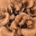 Maitake