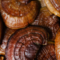 Reishi