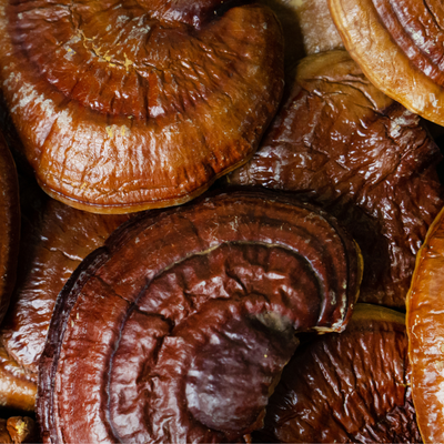 Reishi