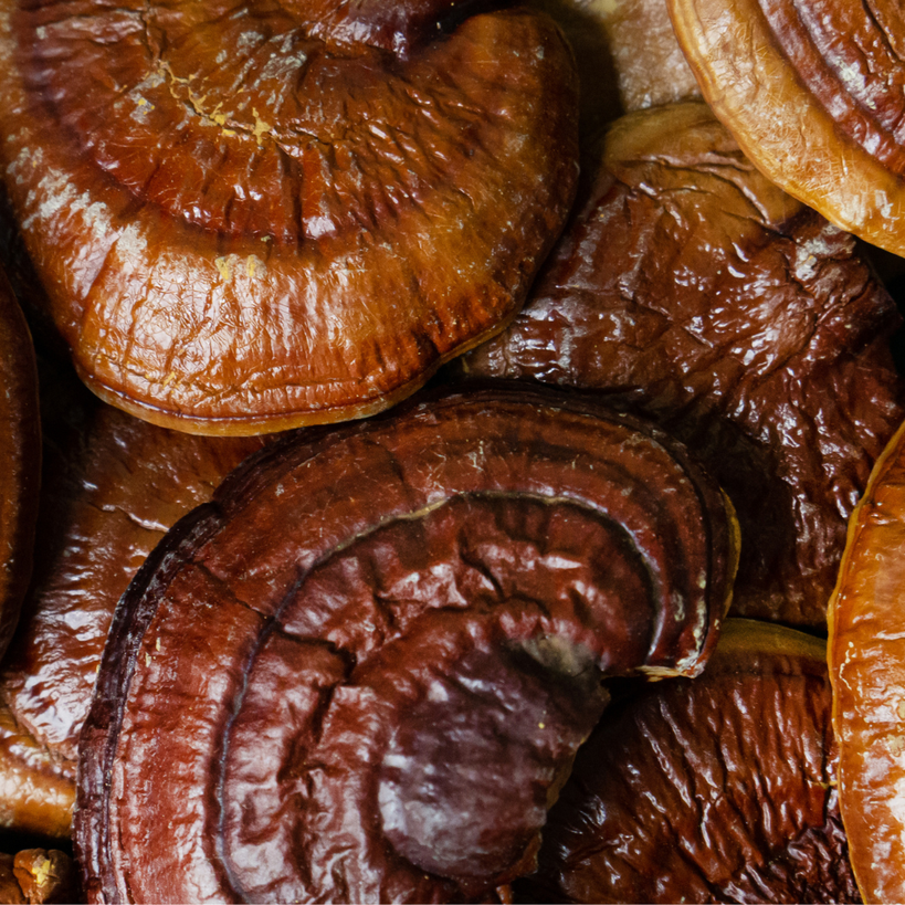 Reishi