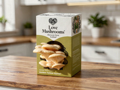 Golden Oyster GrowBox