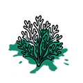 Irish Sea Moss Extract