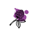 Red Clover
