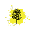 Rhodiola Rosea Extract