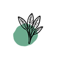 Sage Leaf