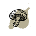 Shiitake