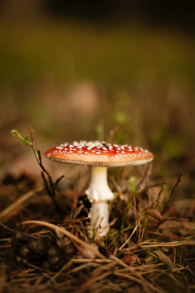 Love Mushrooms - Amanita - Scotland