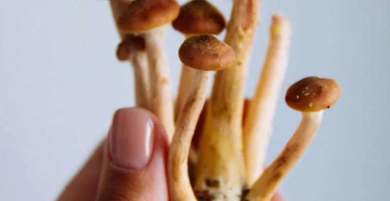 Blog post feature image: Variety of edible fungi in rustic setting invites exploration of mushrooms' diverse culinary uses.