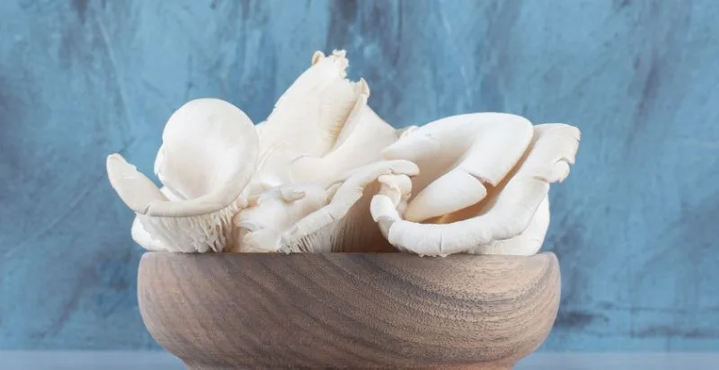 White oyster mushrooms: prized for mild flavor, tender texture in culinary dishes.