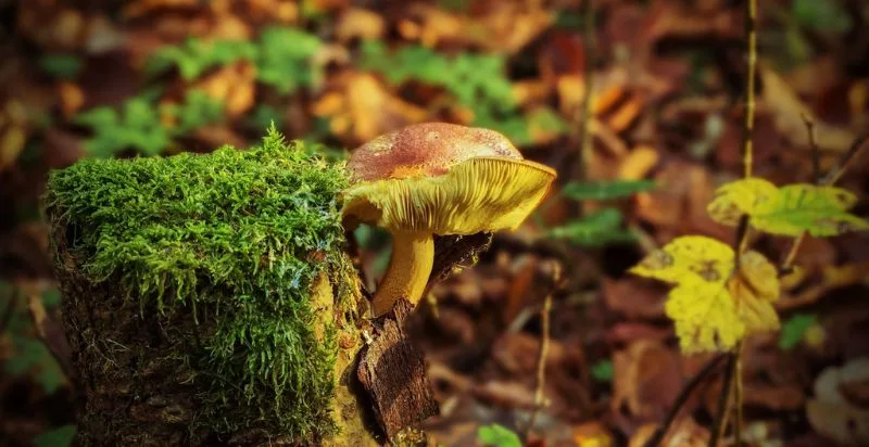 Mushroom in lush forest setting showcases natural beauty and importance.