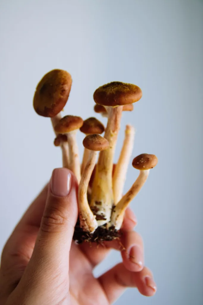 Hand holding diverse mushrooms symbolizes connection between humans and nature's bounty.