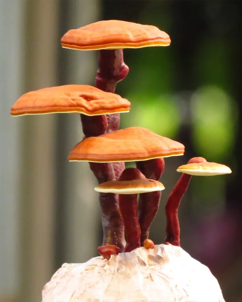 Reishi Mushrooms With Beta Glucans