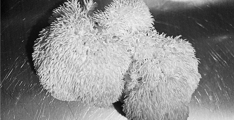 Black and white image highlights Lion's Mane mushrooms, showcasing texture and appearance.