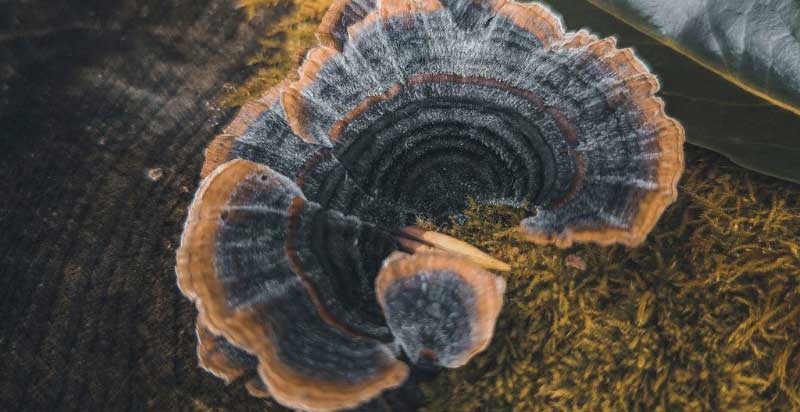Turkey tail on a branch