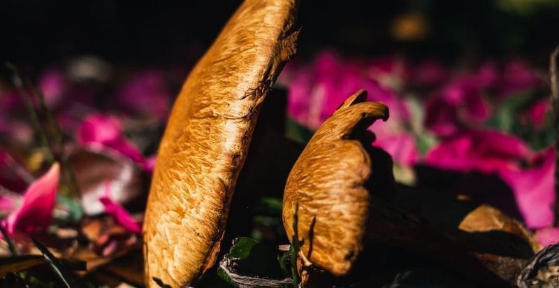 Image for a fungi-related blog post, featuring a close-up photograph of various types of mushrooms growing in a forest.