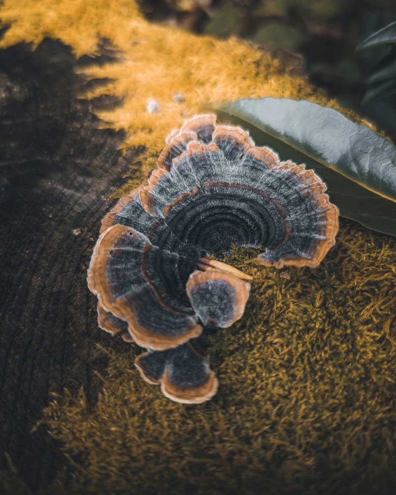 UK Mushrooms