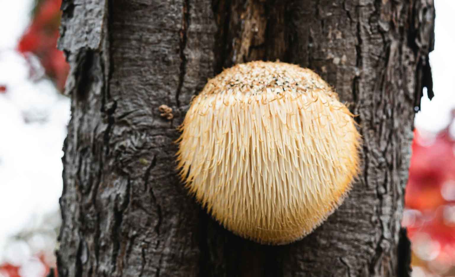 Lion's Mane mushroom